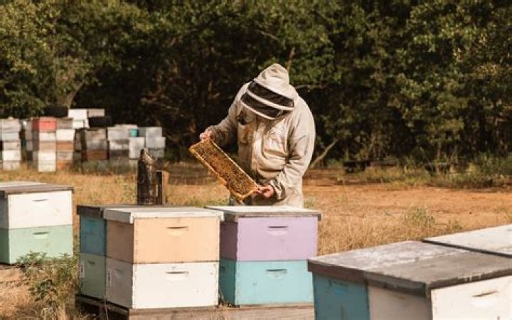 Do you get a tax break for beekeeping?