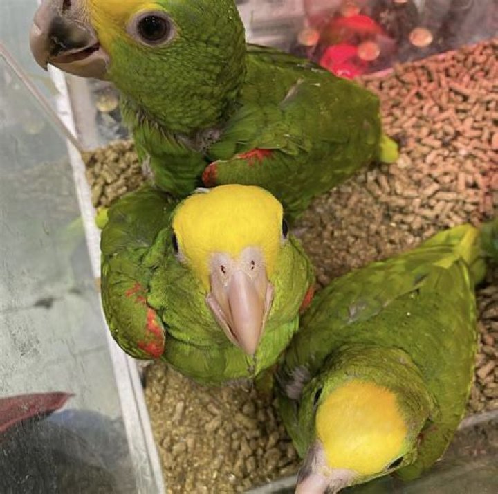 How much is a double yellow-headed Amazon parrot worth?
