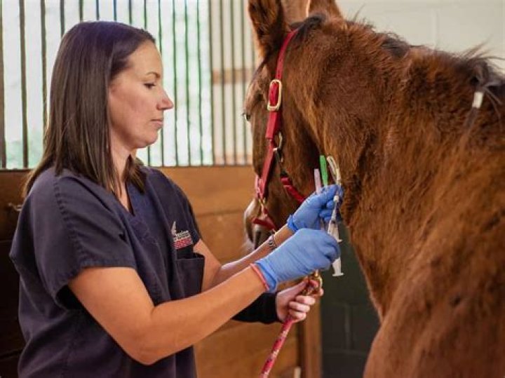 What do you need to be a horse breeder?