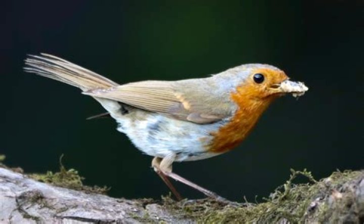 What message does the robin bring?